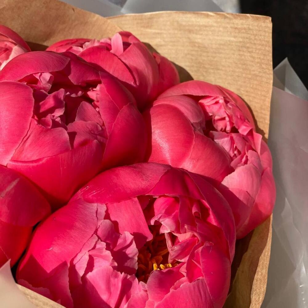 Пионы coral charm, меняющие цвет