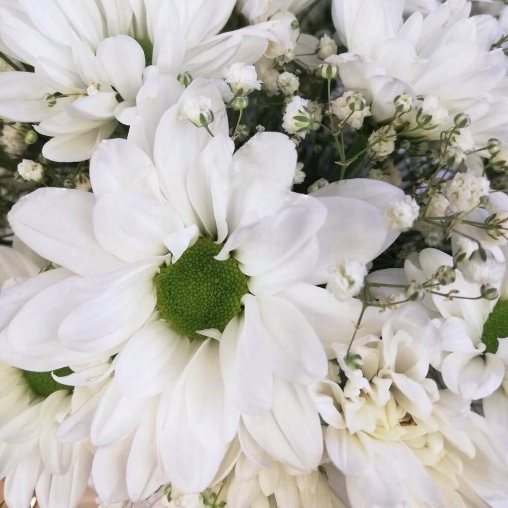 Хризантема и гипсофила в шляпной коробке, цвет белый